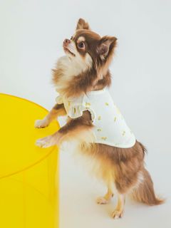 GELATO PIQUE CAT&DOG/【CAT&DOG】【販路限定商品】小花柄COOLプルオーバー/ペット服