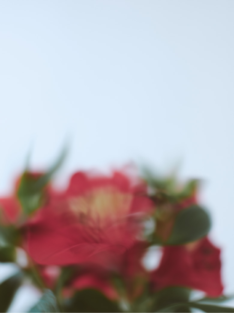 花の画像