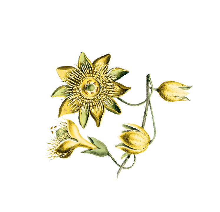 花装飾