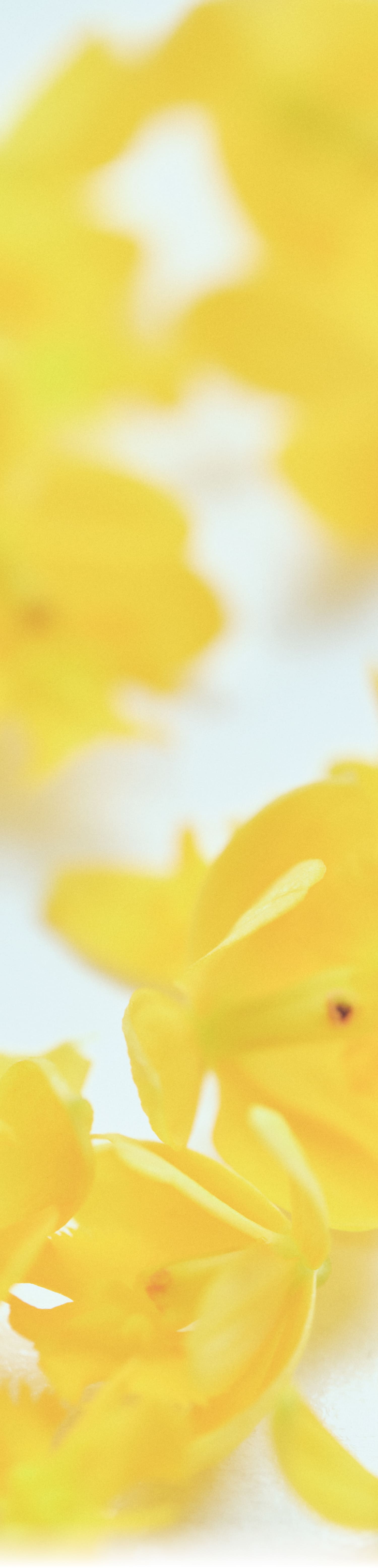 背景画像
