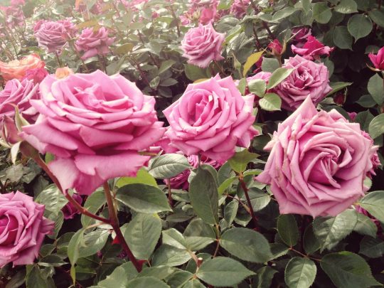Close-Up Of Fresh Pink Roses Blooming In Garden