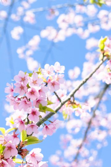Prunus lannesiana Kawazu-zakura